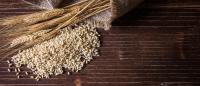 wheat stalks on a wood table